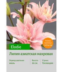 Лилия Elodie