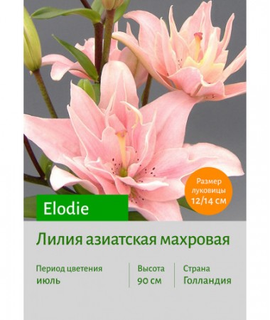 Лилия Elodie
