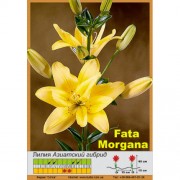 Лилия Fata Morgana