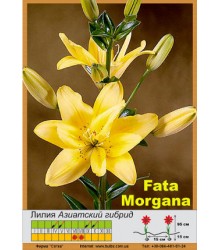 Лилия Fata Morgana