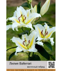 Лилия Baferrari