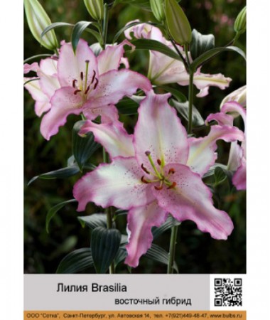 Лилия Brasilia