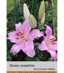 Лилия Josephine