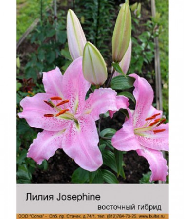 Лилия Josephine