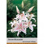 Лилия Muscadet