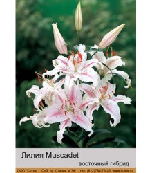 Лилия Muscadet