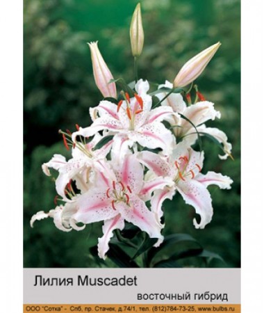 Лилия Muscadet