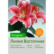 Лилия Star Gazer