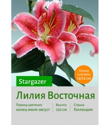 Лилия Star Gazer