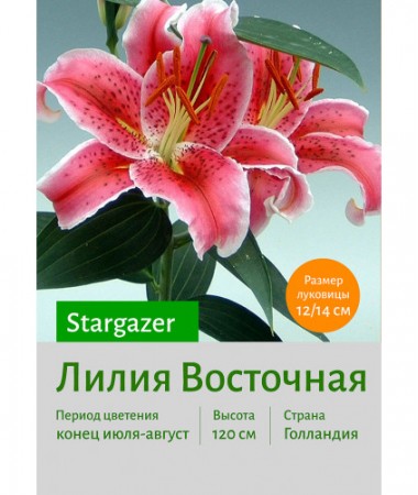 Лилия Star Gazer