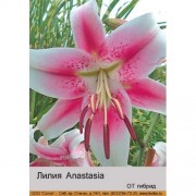 Лилия Anastasia