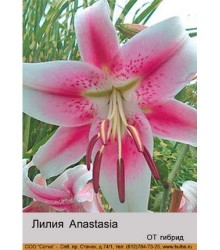 Лилия Anastasia