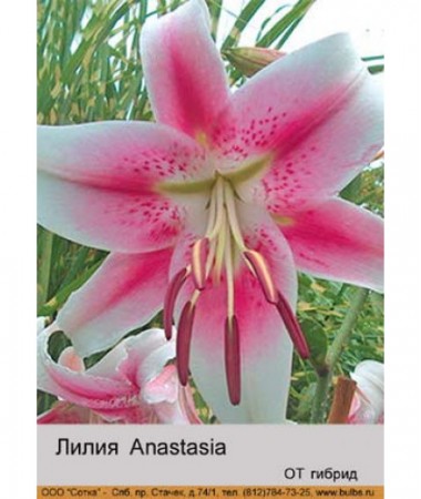 Лилия Anastasia