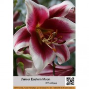Лилия Eastern Moon