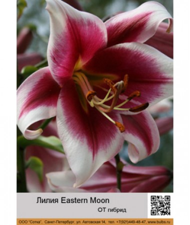 Лилия Eastern Moon