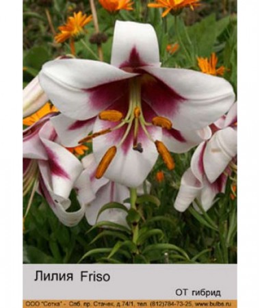 Лилия Friso