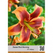 Лилия Red Morning