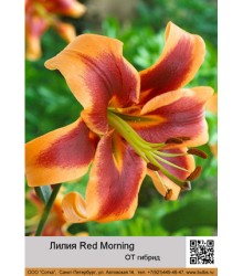Лилия Red Morning