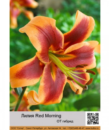 Лилия Red Morning