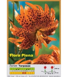 Лилия Flore Pleno