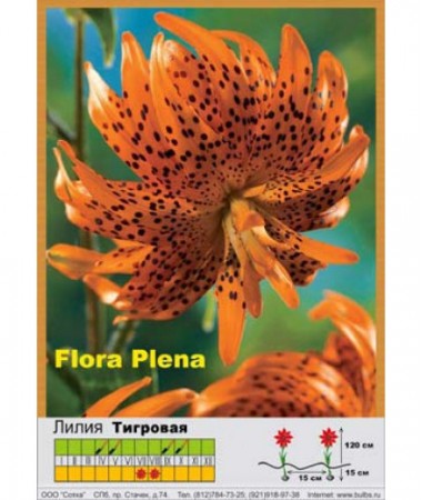 Лилия Flore Pleno