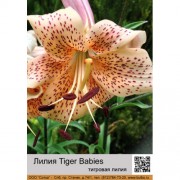 Лилия Tiger Babies