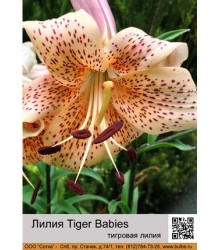 Лилия Tiger Babies