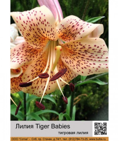 Лилия Tiger Babies