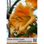 Лилия African Queen