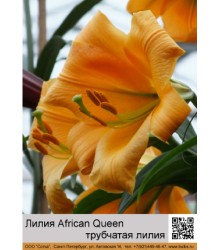 Лилия African Queen