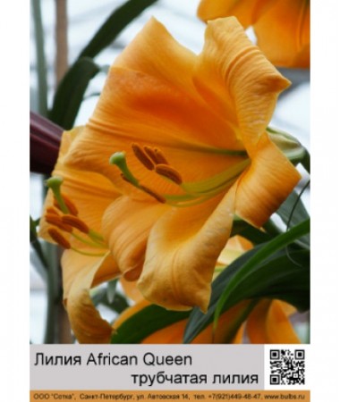 Лилия African Queen