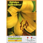 Лилия Golden Splendour