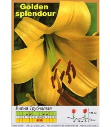 Лилия Golden Splendour