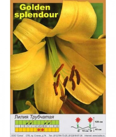 Лилия Golden Splendour