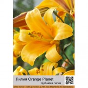 Лилия Orange Planet
