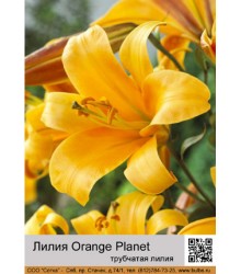 Лилия Orange Planet