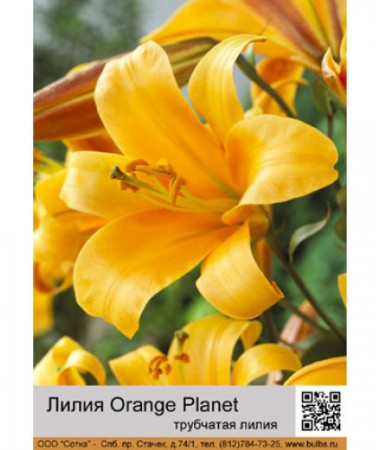Лилия Orange Planet
