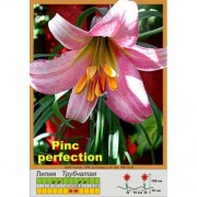 Лилия Pink Perfection