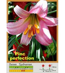 Лилия Pink Perfection