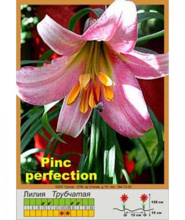 Лилия Pink Perfection
