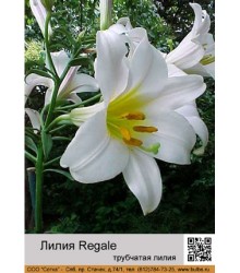 Лилия Regale
