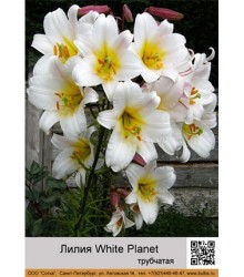 Лилия White Planet