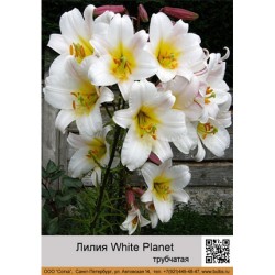 Лилия White Planet