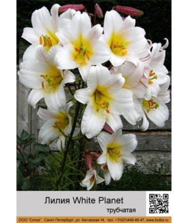 Лилия White Planet