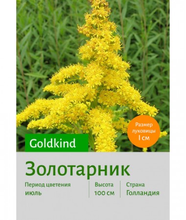 Золотарник Goldkind