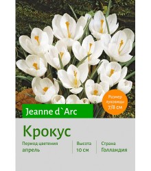 Крокус Jeanne d`Arc