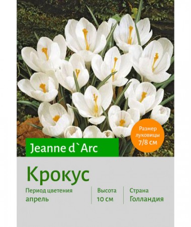 Крокус Jeanne d`Arc