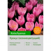 Крокус kotschyanus