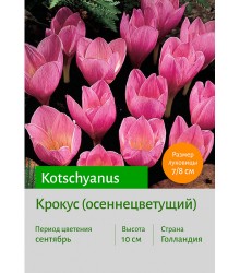 Крокус kotschyanus