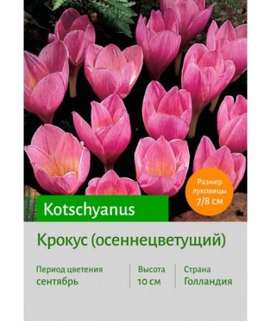 Крокус kotschyanus
